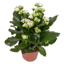 Kalanchoe 'Calandiva'®, Weiß & Rosa, Topf-Ø 12 Cm, Höhe Ca. 20-30 Cm, 6er-Set -Madison Verkäufe 0210350388 Kalanchoe weiss 6er Set 6xweiss 2 3