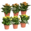 Kalanchoe 'Calandiva'®, Gelb&orange, Topf-Ø 12 Cm, Höhe Ca. 20-30 Cm, 6er-Set 1 Kalanchoe 'Calandiva'®, Gelb&orange, Topf-Ø 12 Cm, Höhe Ca. 20-30 Cm, 6er-Set -Madison Verkäufe 0210350390 Kalanchoe gelb orange 6er Set 3xgelb 3xorange
