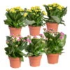 Kalanchoe 'Calandiva'®, Gelb&violett, Topf-Ø 12 Cm, Höhe Ca. 20-30 Cm, 6er-Set -Madison Verkäufe 0210350391 Kalanchoe gelb violett 6er Set 3xgelb 3xviolett