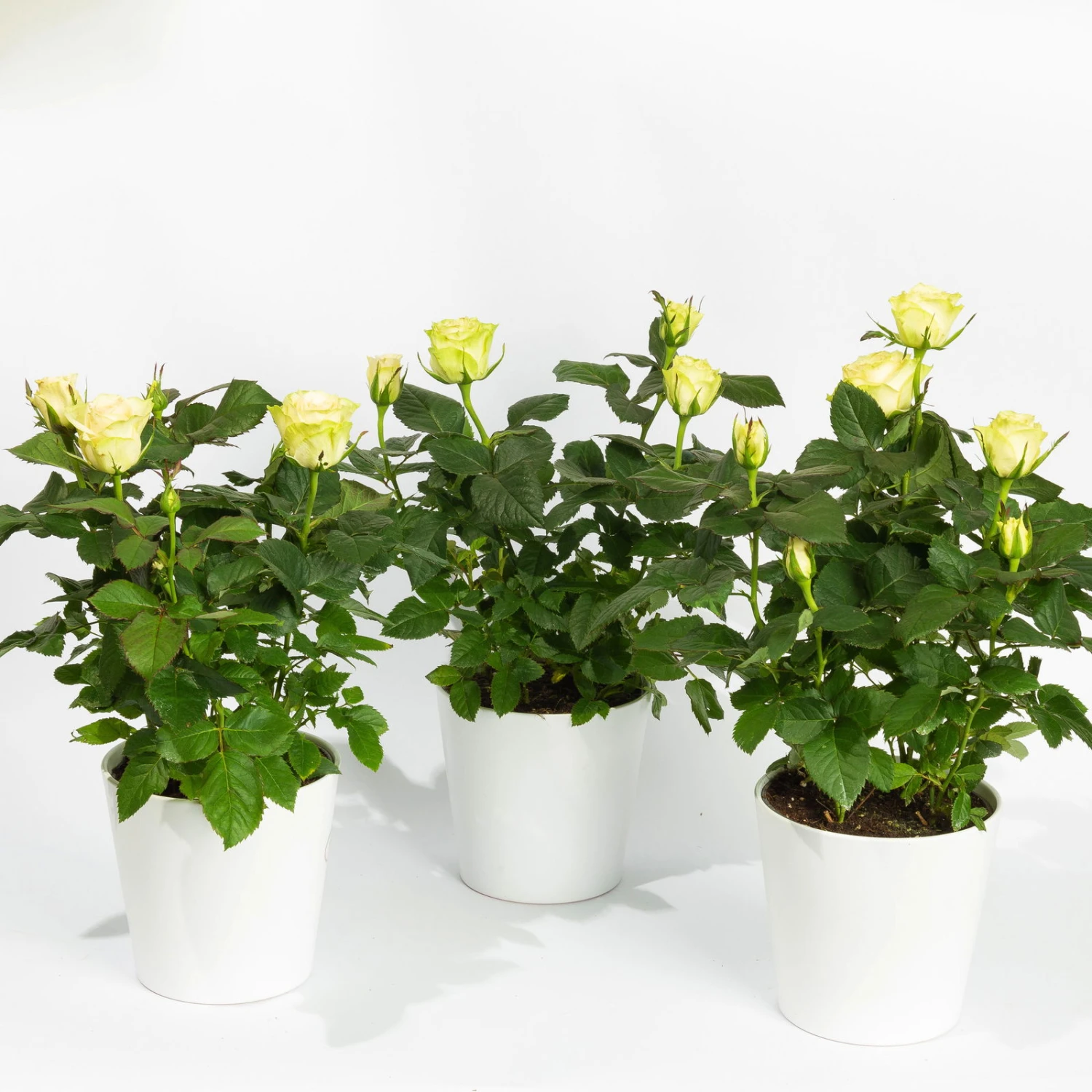 Rose Mit Topf Dallas Weiß, Topf-Ø 13 Cm, 3er-Set 3 Rose Mit Topf Dallas Weiß, Topf-Ø 13 Cm, 3er-Set