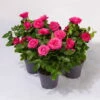 Rose Patio, Pink, Topf-Ø 13 Cm, 3er-Set -Madison Verkäufe 0210550261 Rose Patio T13 3er Set pink