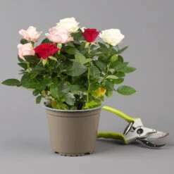 Rose 'Infinity' Rosa-weiß & Rot, Topf-Ø 14 Cm, 2er-Set -Madison Verkäufe 0210550267 rosen trio gemischt 6 122765