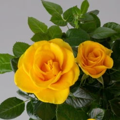 Rose 'Infinity' Gelb, Topf-Ø 14 Cm, 2er-Set -Madison Verkäufe 0210550297 rose gelb 3 122755