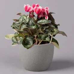 Alpenveilchen 'Picola Shine', Weiß-rot, Topf-Ø 10,5 Cm, Höhe Ca. 23 Cm, 6er-Set -Madison Verkäufe 0210600489 Cyclamen Picola Shine rot T10 6er Set 1 115209