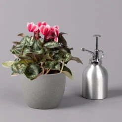 Alpenveilchen 'Picola Shine', Weiß-rot, Topf-Ø 10,5 Cm, Höhe Ca. 23 Cm, 6er-Set -Madison Verkäufe 0210600489 Cyclamen Picola Shine rot T10 6er Set 3 115211