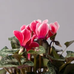 Alpenveilchen 'Picola Shine', Weiß-rot, Topf-Ø 10,5 Cm, Höhe Ca. 23 Cm, 6er-Set -Madison Verkäufe 0210600489 Cyclamen Picola Shine rot T10 6er Set 4 115212