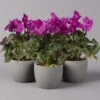 Alpenveilchen, Lila, Gefranst, Topf-Ø 10,5 Cm, Höhe Ca. 23 Cm, 6er-Set -Madison Verkäufe 0210600495 Cyclamen Merengue lila 10cm 3er Set 1 115542