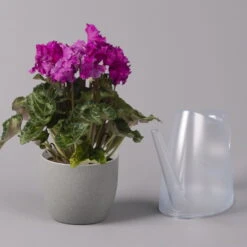 Alpenveilchen, Lila, Gefranst, Topf-Ø 10,5 Cm, Höhe Ca. 23 Cm, 6er-Set -Madison Verkäufe 0210600495 Cyclamen Merengue lila 10cm 3er Set 2 115545