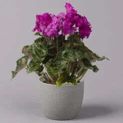 Alpenveilchen, Lila, Gefranst, Topf-Ø 10,5 Cm, Höhe Ca. 23 Cm, 6er-Set -Madison Verkäufe 0210600495 Cyclamen Merengue lila 10cm 3er Set 3 115543