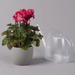 Alpenveilchen, Rot, Gefranst, Topf-Ø 10,5 Cm, Höhe Ca. 23 Cm, 6er-Set 11 Alpenveilchen, Rot, Gefranst, Topf-Ø 10,5 Cm, Höhe Ca. 23 Cm, 6er-Set -Madison Verkäufe 0210600496 Cyclamen Merengue rot 10cm 3er Set 2 115541