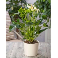 Flamingoblume, 'White Champion', Weiß, Topf-Ø 14 Cm, Höhe Ca. 50 Cm -Madison Verkäufe 0210650113 Anthurium andr White Champion