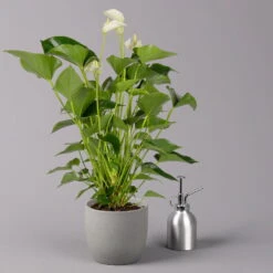 Flamingoblume, 'White Champion', Weiß, Topf-Ø 14 Cm, Höhe Ca. 50 Cm -Madison Verkäufe 0210650220 Anthurium Andreanum White Champion 14cm 3 114729