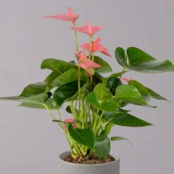 Flamingoblume 'Pink Champion', Topf-Ø 12 Cm, Höhe Ca. 35 Cm -Madison Verkäufe 0210650281 Anthurium Andreanum Pink Champion 12cm 2 114743