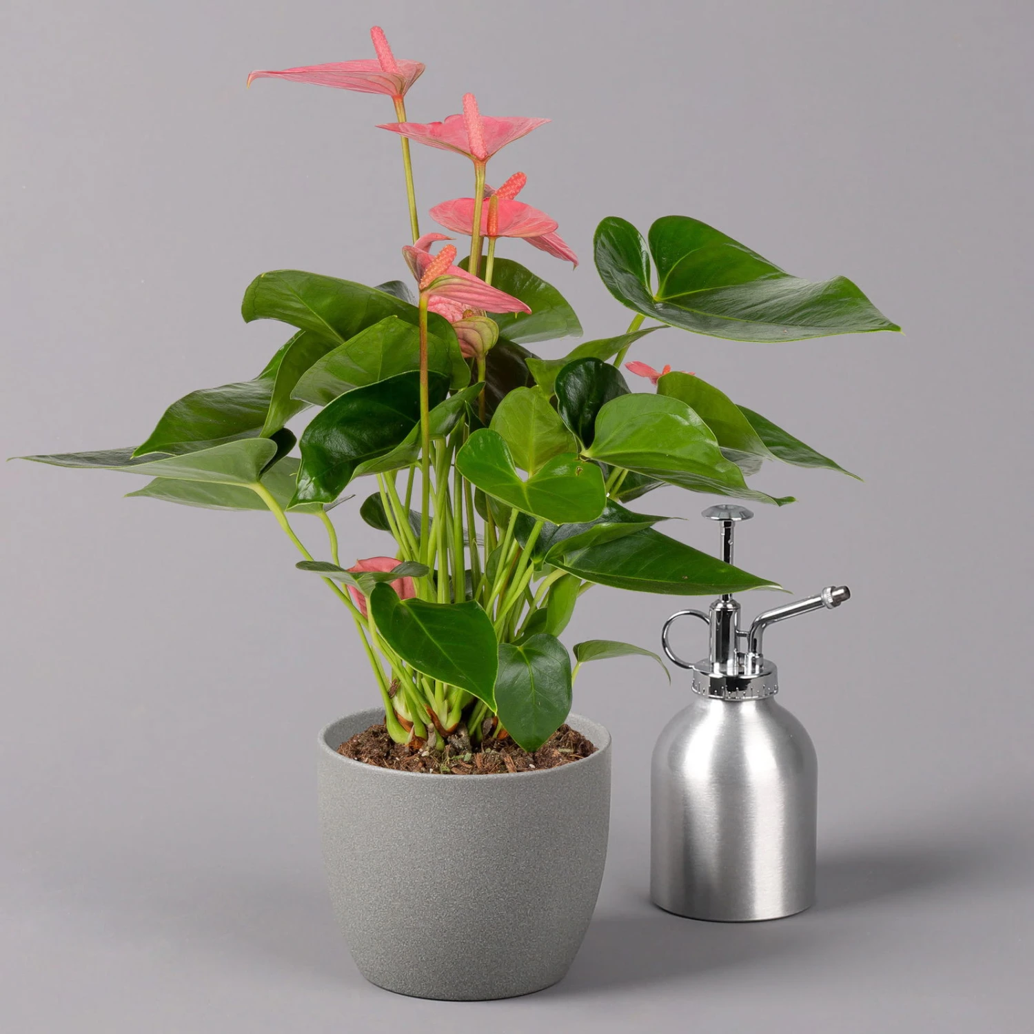 Flamingoblume 'Pink Champion', Topf-Ø 12 Cm, Höhe Ca. 35 Cm, 3er-Set 6 Flamingoblume 'Pink Champion', Topf-Ø 12 Cm, Höhe Ca. 35 Cm, 3er-Set – Bild 4