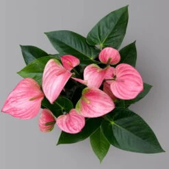 Flamingoblume 'Pink Champion', Pink, Topf-Ø 17 Cm, Höhe Ca. 55 Cm -Madison Verkäufe 0210650284 Anthurium andrPink Champion T17 H55 4 126741