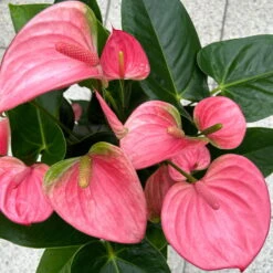 Flamingoblume 'Pink Champion', Pink, Topf-Ø 17 Cm, Höhe Ca. 55 Cm -Madison Verkäufe 0210650284 Anthurium andrPink Champion T17 H55 11 126743