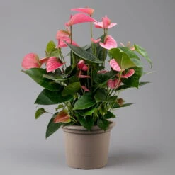 Flamingoblume 'Pink Champion', Pink, Topf-Ø 21 Cm, Höhe Ca. 65 Cm 16 Flamingoblume 'Pink Champion', Pink, Topf-Ø 21 Cm, Höhe Ca. 65 Cm -Madison Verkäufe 0210650450 Anthurium andrPink Champion T21 H65 1 126767