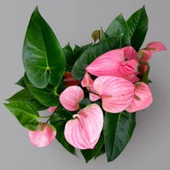 Flamingoblume 'Pink Champion', Pink, Topf-Ø 21 Cm, Höhe Ca. 65 Cm 13 Flamingoblume 'Pink Champion', Pink, Topf-Ø 21 Cm, Höhe Ca. 65 Cm -Madison Verkäufe 0210650450 Anthurium andrPink Champion T21 H65 5 126764