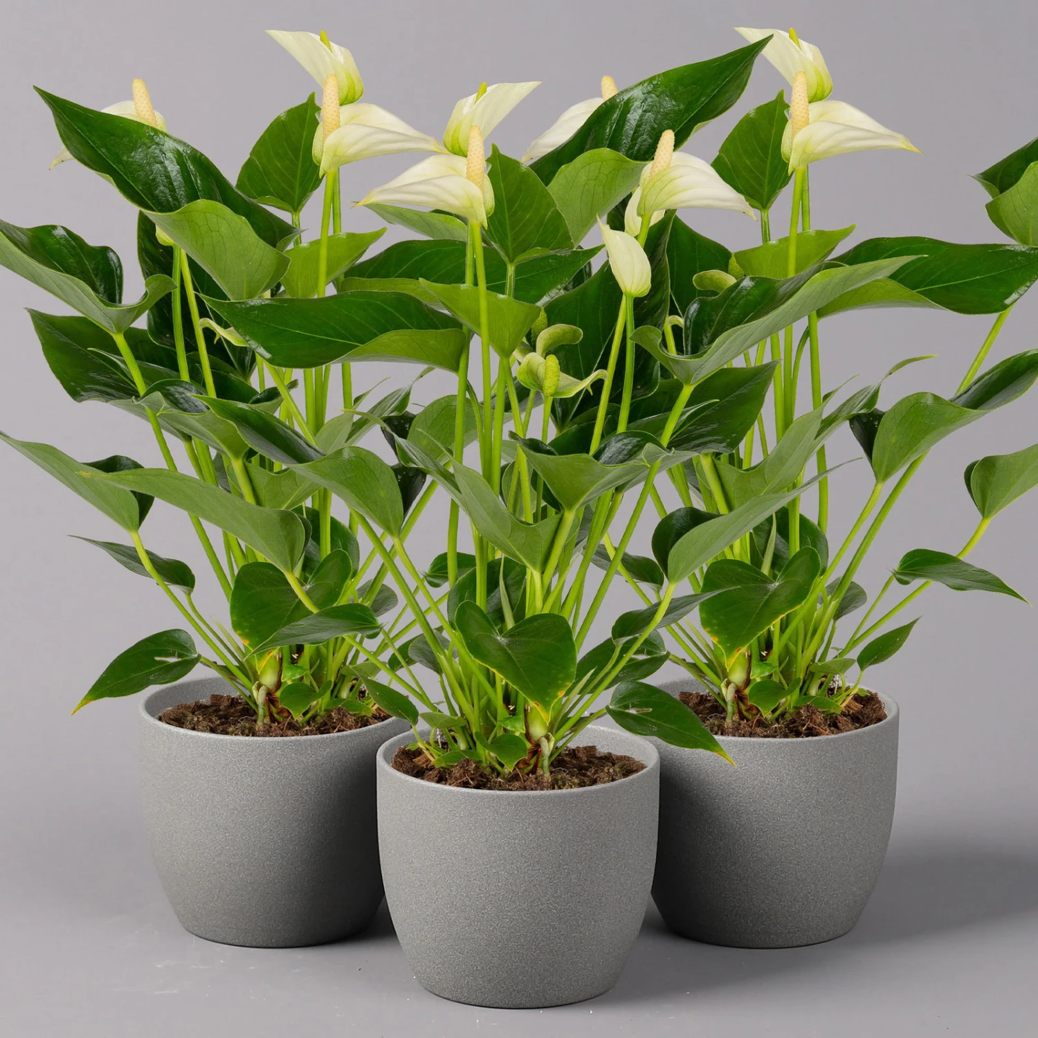 Flamingoblume 'White Champion', Topf-Ø 12 Cm, Höhe Ca. 35 Cm 3 Flamingoblume 'White Champion', Topf-Ø 12 Cm, Höhe Ca. 35 Cm