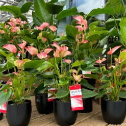 Flamingoblume 'Livium Red' Rot-weiß Gestreift, Topf-Ø 21 Cm -Madison Verkäufe 0210650561 0210650616 0210650617 Anthurium Livium Red T14 T21 7 126736