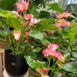 Flamingoblume 'Livium Red' Rot-weiß Gestreift, Topf-Ø 21 Cm -Madison Verkäufe 0210650561 0210650616 0210650617 Anthurium Livium Red T14 T21 8 126735