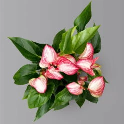 Flamingoblume 'Livium Red' Rot-weiß Gestreift, Topf-Ø 21 Cm -Madison Verkäufe 0210650561 Anthurium Livium Red T21 H65 Sondersorte 4 126770