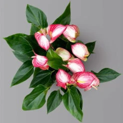 Flamingoblume 'Livium Red' Rot-weiß Gestreift, Topf-Ø 21 Cm -Madison Verkäufe 0210650561 Anthurium Livium Red T21 H65 Sondersorte 5 126771