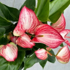 Flamingoblume 'Livium Red' Rot-weiß Gestreift, Topf-Ø 21 Cm -Madison Verkäufe 0210650561 Anthurium Livium Red T21 H65 Sondersorte 7 126747