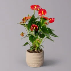 Flamingoblume 'Red Champion' Rot, Inkl. Übertopf Monza Beige, Topf-Ø 12 Cm