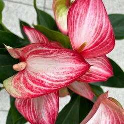 Flamingoblume 'LiviumRed' Rot-weiß Gestreift, Topf-Ø 17 Cm -Madison Verkäufe 0210650617 Anthurium Livium Red T17 H55 13 126753