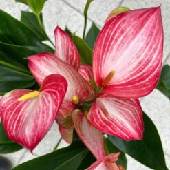 Flamingoblume 'LiviumRed' Rot-weiß Gestreift, Topf-Ø 17 Cm -Madison Verkäufe 0210650617 Anthurium Livium Red T17 H55 14 126752