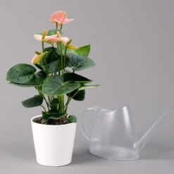 Flamingoblume 'Spirit Champion' Hellrosa, Inkl. Übertopf Dallas, Topf-Ø 12 Cm