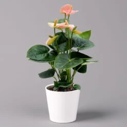 Flamingoblume 'Spirit Champion' Hellrosa, Inkl. Übertopf Dallas, Topf-Ø 12 Cm -Madison Verkäufe 0210650621 Anthurium a Spirit Champion hellrosa T12 Dallas weiss 3 126789