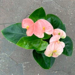 Flamingoblume 'Spirit Champion' Hellrosa, Inkl. Übertopf Dallas, Topf-Ø 12 Cm -Madison Verkäufe 0210650621 Anthurium a Spirit Champion hellrosa T12 Dallas weiss 4 126786