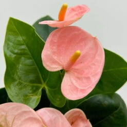 Flamingoblume 'Spirit Champion' Hellrosa, Inkl. Übertopf Dallas, Topf-Ø 12 Cm -Madison Verkäufe 0210650621 Anthurium a Spirit Champion hellrosa T12 Dallas weiss 5 126787