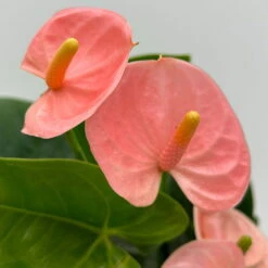 Flamingoblume 'Spirit Champion' Hellrosa, Inkl. Übertopf Dallas, Topf-Ø 12 Cm -Madison Verkäufe 0210650621 Anthurium a Spirit Champion hellrosa T12 Dallas weiss 6 126788