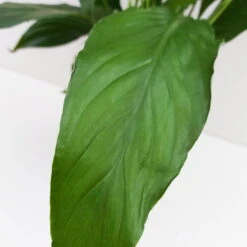 Luftreinigender Mix Für Sonnig/halbschattige Standorte, Topf 12 Cm Ø -Madison Verkäufe 0210660047 Spathiphyllum Bellini 13cm T H40cm Decorum Plants 2