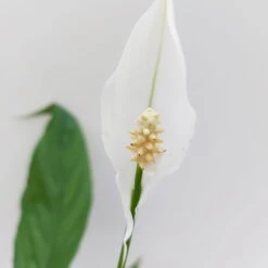 Luftreinigender Mix Für Sonnig/halbschattige Standorte, Topf 12 Cm Ø -Madison Verkäufe 0210660047 Spathiphyllum Bellini 13cm T H40cm Decorum Plants 3