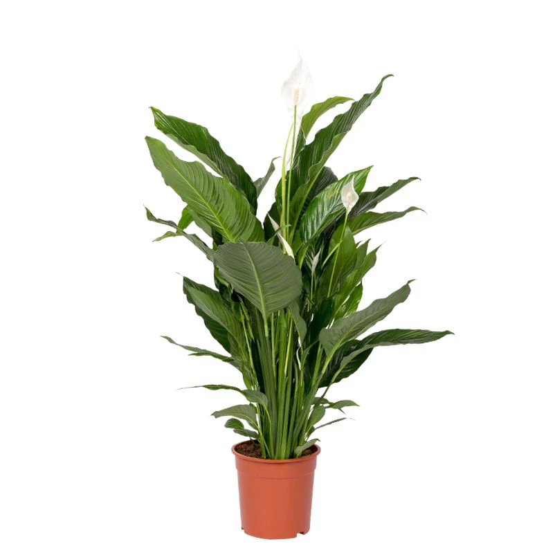 Einblatt 'Sweet Sebastiano', Topf-Ø 24 Cm, Höhe Ca. 120 Cm