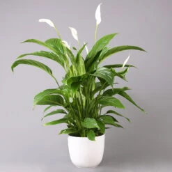 Einblatt 'Vivaldi', Topf-Ø 17 Cm, Mit Topf Tusca Weiß, Höhe Ca. 60-80 Cm