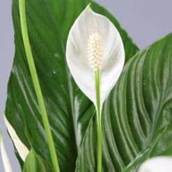 Einblatt 'Vivaldi', Topf-Ø 17 Cm, Mit Topf Tusca Weiß, Höhe Ca. 60-80 Cm -Madison Verkäufe 0210660072 Spathiphyllum Vivaldi im Topf Tusca 4