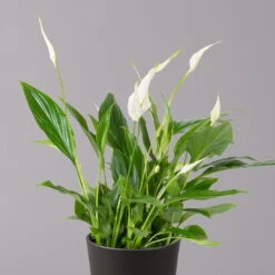 Einblatt 'Bellini', Topf-Ø 13 Cm, Mit Topf Anthrazit, Höhe Ca. 30 Cm, 3er-Set -Madison Verkäufe 0210660076 Spath wall Bellini UeT Dallas anthrazit 2