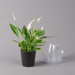 Einblatt 'Bellini', Topf-Ø 13 Cm, Mit Topf Anthrazit, Höhe Ca. 30 Cm, 3er-Set -Madison Verkäufe 0210660076 Spath wall Bellini UeT Dallas anthrazit 3