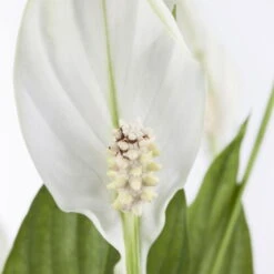 Einblatt 'Bellini' In Übertopf Vibes Blau, Topf-Ø 13 Cm, Höhe Ca. 30 Cm -Madison Verkäufe 0210660098 0210660099 0210660100 0210660101 Spathiphyllum Bellini 1 124913