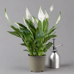 Einblatt 'Bellini' In Übertopf Vibes Blau, Topf-Ø 13 Cm, Höhe Ca. 30 Cm -Madison Verkäufe 0210660098 0210660099 0210660100 0210660101 Spathiphyllum Bellini 124912