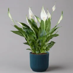 Einblatt 'Bellini' In Übertopf Vibes Blau, Topf-Ø 13 Cm, Höhe Ca. 30 Cm