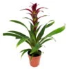 Guzmania 'Indian Night', Topf-Ø 12 Cm, Rot, Höhe Ca. 50 Cm -Madison Verkäufe 0210750201 Guzmania Indian Night H50cm