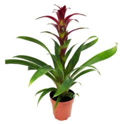 Guzmania 'Indian Night', Topf-Ø 12 Cm, Rot, Höhe Ca. 50 Cm