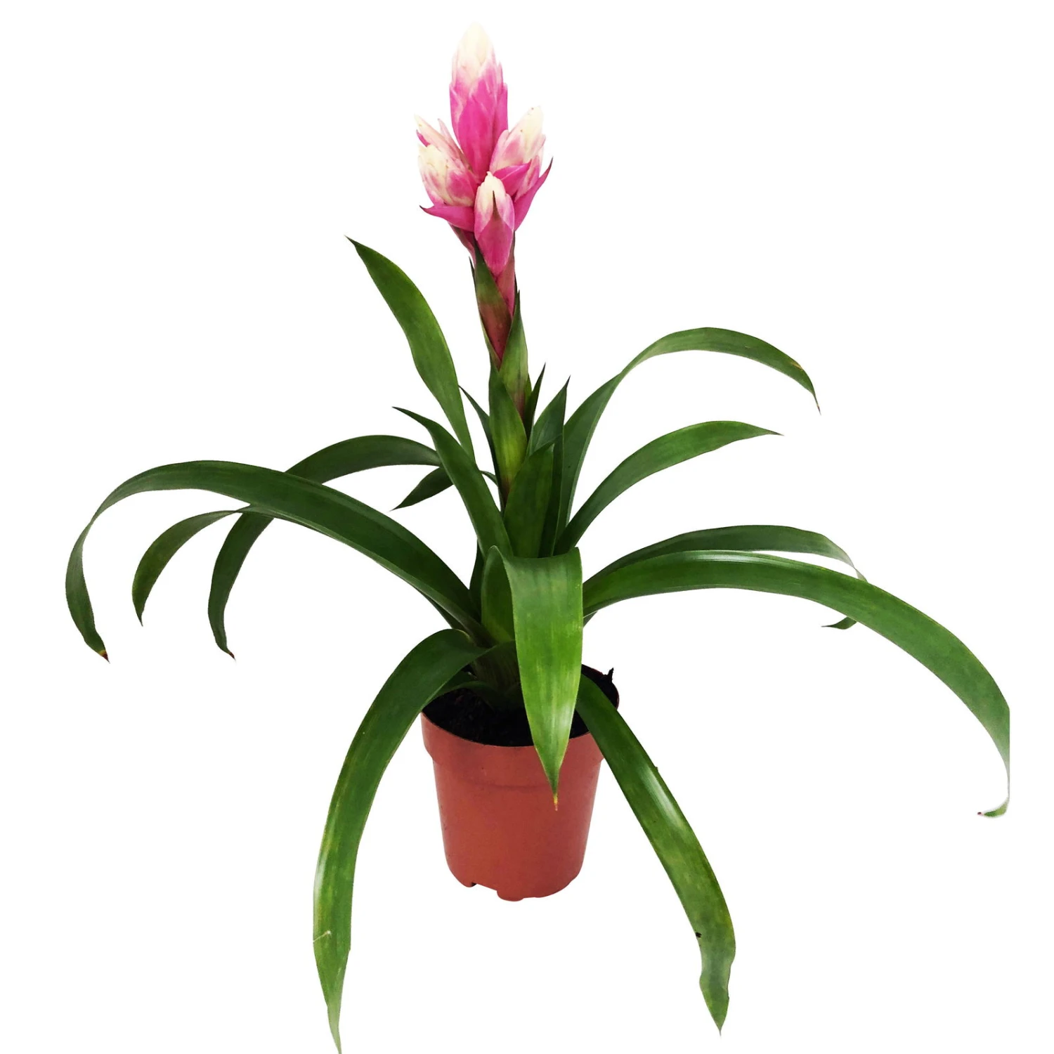 Guzmania 'Candy', Rosa-weiß, Topf-Ø 13 Cm, Höhe Ca. 55 Cm 3 Guzmania 'Candy', Rosa-weiß, Topf-Ø 13 Cm, Höhe Ca. 55 Cm
