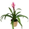 Guzmania 'Candy', Rosa-weiß, Topf-Ø 13 Cm, Mit Korb Maki, Höhe Ca. 55 Cm -Madison Verkäufe 0210750710 Guzmania Candy rosa weiss im Dekokorb 1